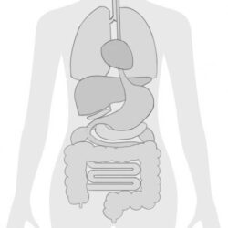 甲状腺