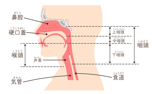 咽頭がん